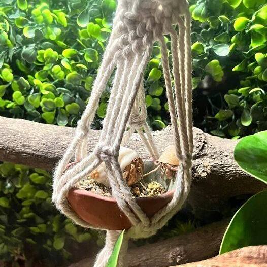 Captive-bred baby hermit crab