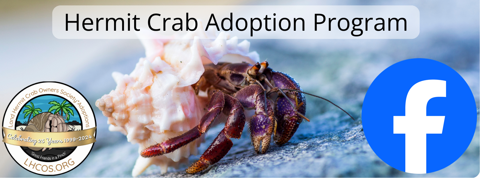 Hermit Crab Adoptions on Facebook
