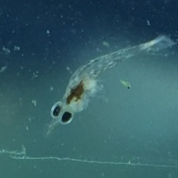 Captive-bred baby hermit crab