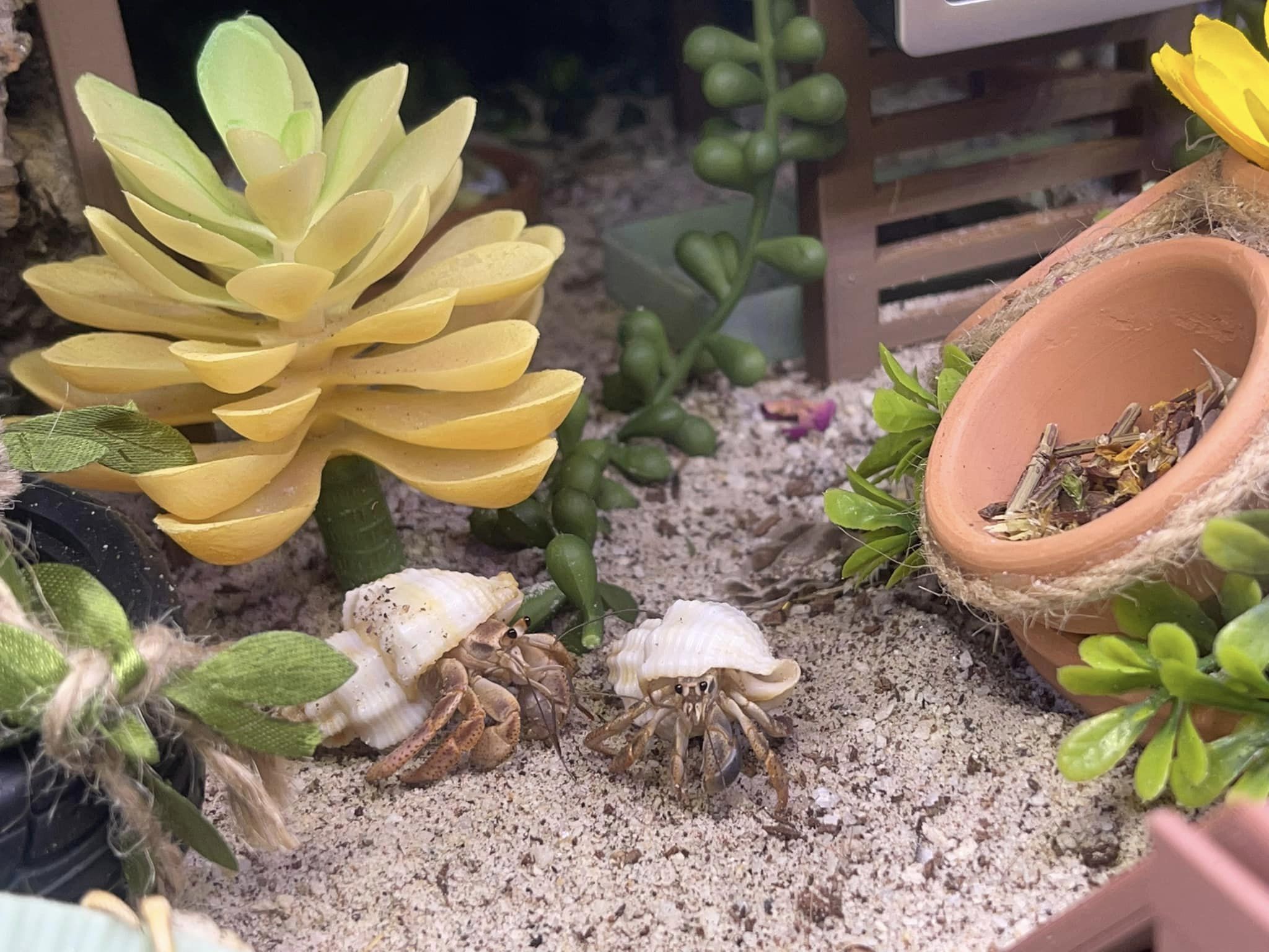 Captive-bred baby hermit crab